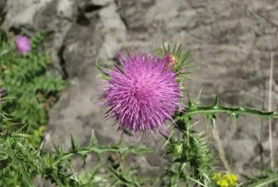 פאזל של fleur du pays basque