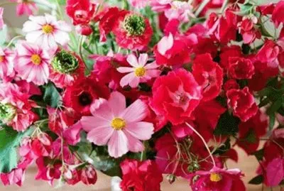 ×¤×¨×—×™×