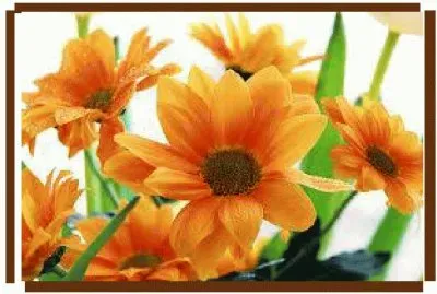 פאזל של ×¤×¨×—×™×