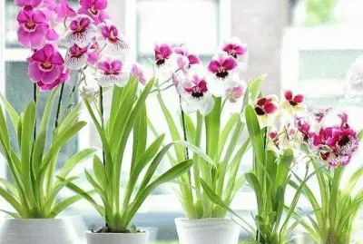 orquideas 8 jigsaw puzzle