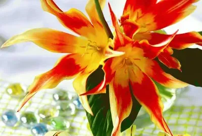 פאזל של imagens