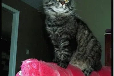 פאזל של yo no fui