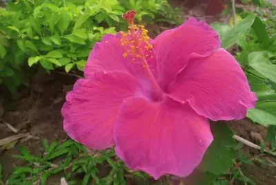 rosa china