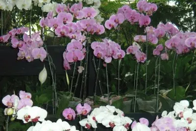 orquÃ­deas