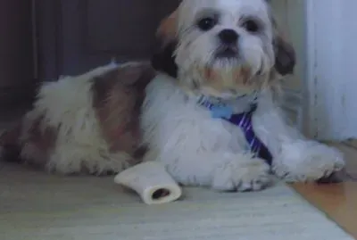 פאזל של posh pup