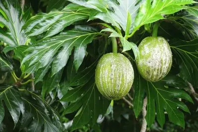 Fruta PÃ£o jigsaw puzzle