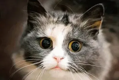 פאזל של ×—×ª×•×œ8