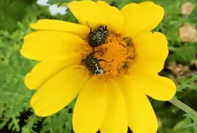 פאזל של ×¤×¨×—7