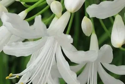 פאזל של imagens