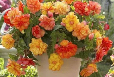 imagens jigsaw puzzle