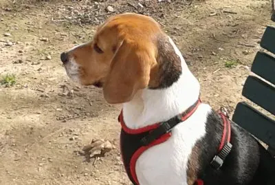 פאזל של Beagle