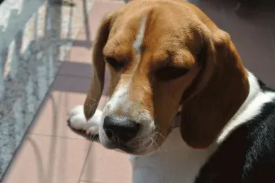 פאזל של Beagol primo piano