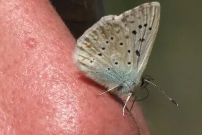 פאזל של Papillon apprivoisÃ©