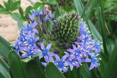 ×¤×¨×—×¦ jigsaw puzzle