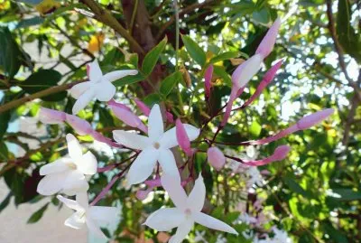 jasminum grandiflorum