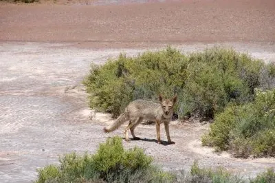 פאזל של zorro gris