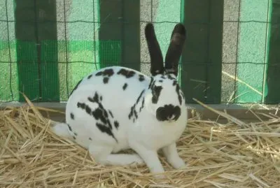 lapin