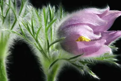 פאזל של imagens