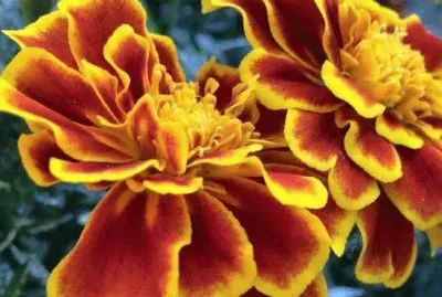 פאזל של imagens