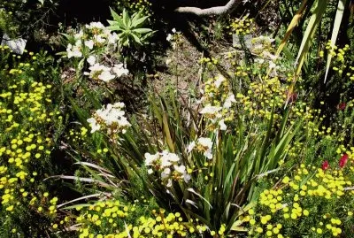 libertia formosa