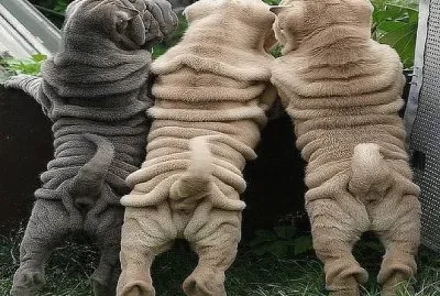 פאזל של ×›×œ×‘×™×