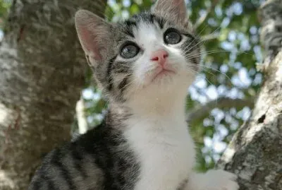 lindo