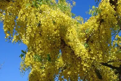 cassia fistula