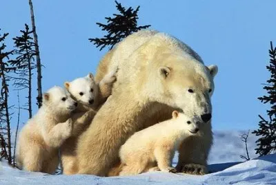 פאזל של mom#202