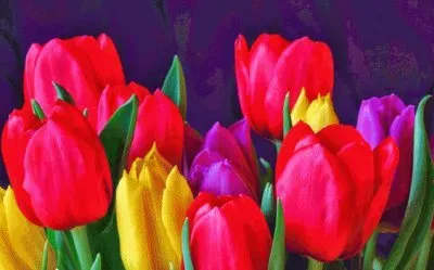 פאזל של Tulip Flower