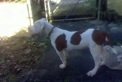 Pit burg