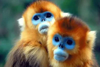 פאזל של imagens