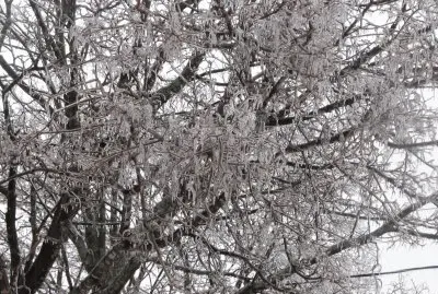 Trees covered in ice