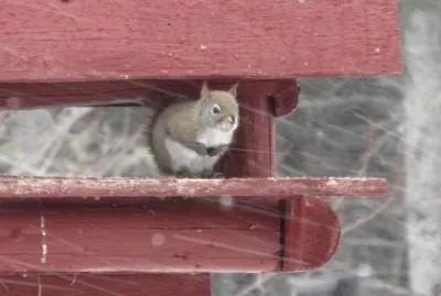 Little red squirrel wishing for spring