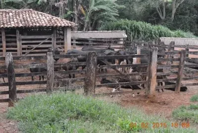Curral de gado