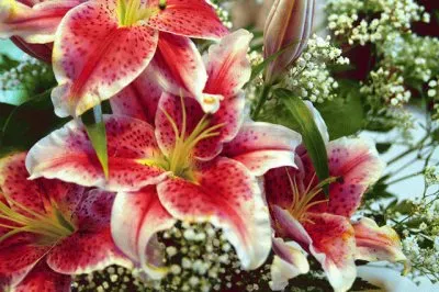 פאזל של flores 5