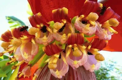 פאזל של imagens