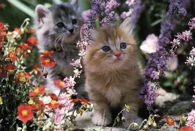 gatitos primaverales