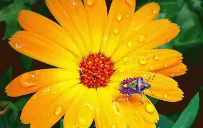 imagens belas da natureza