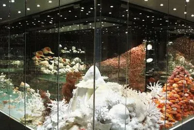 shell museum