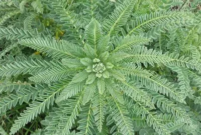 ×©×™×— × ×•×™ jigsaw puzzle