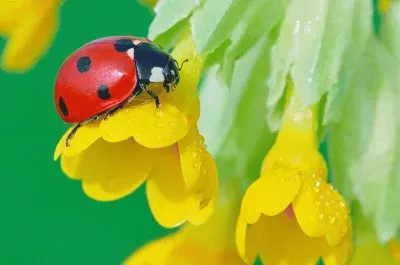 imagens jigsaw puzzle