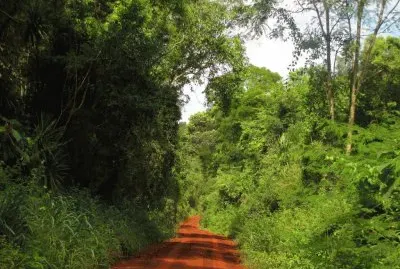 En la selva misionera. Argentina