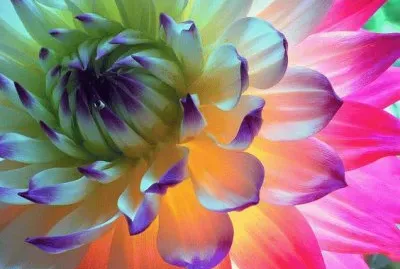 פאזל של Colorful Dahlia