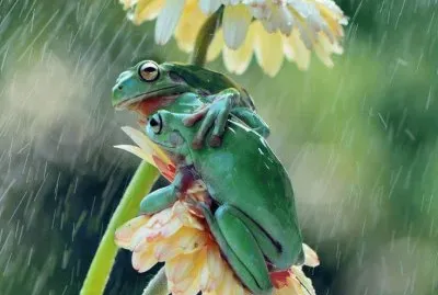 פאזל של imagens