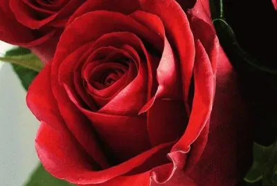 rosas rojas