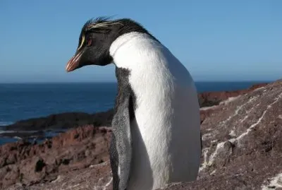 pingÃ¼ino de penacho