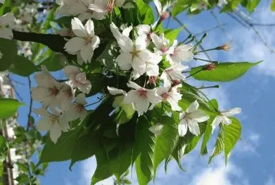 imagens jigsaw puzzle