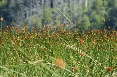 juncos jigsaw puzzle
