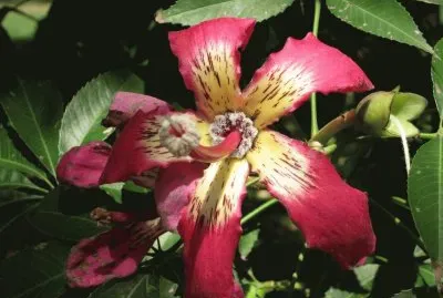 flor de palo borracho jigsaw puzzle
