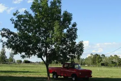 En el campo entrerriano. Argentina
